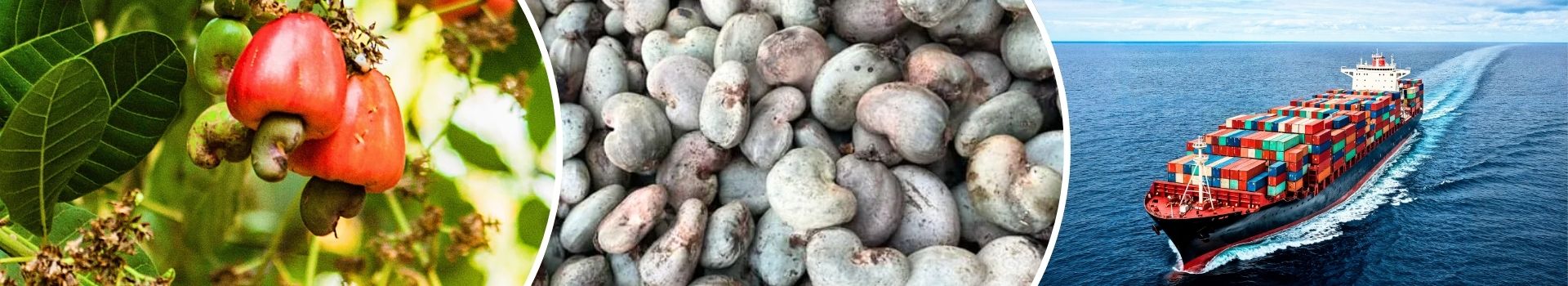 Raw Cashew Nut Banner